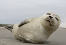 Zeehond Waddenzee