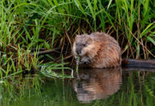 Muskusrat in het water naast rietveld