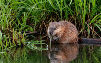 Muskusrat in het water naast rietveld