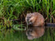 Muskusrat in het water naast rietveld