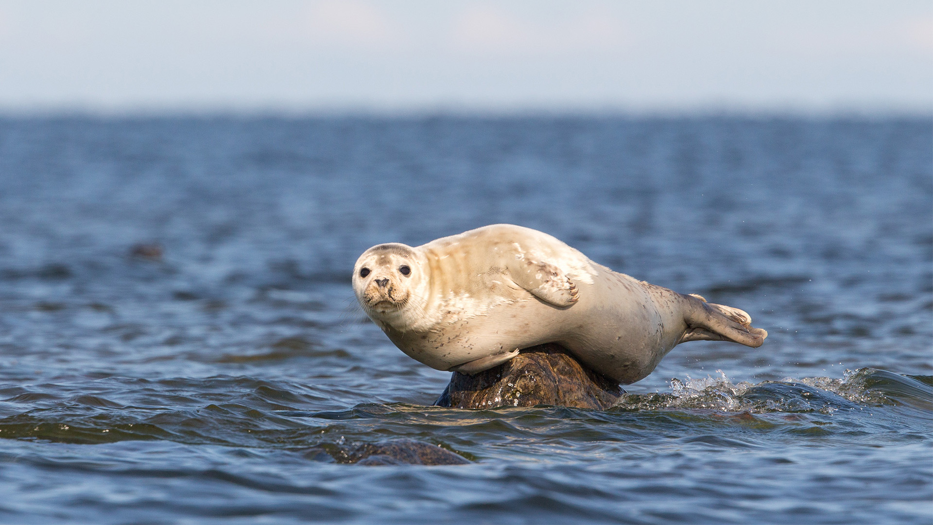 Zeehond gespot in het Markermeer